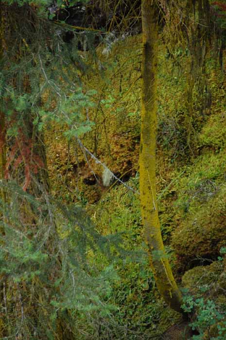 Johnston Canyon